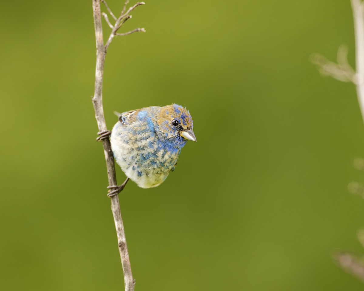 Indigo Bunting - ML659563572