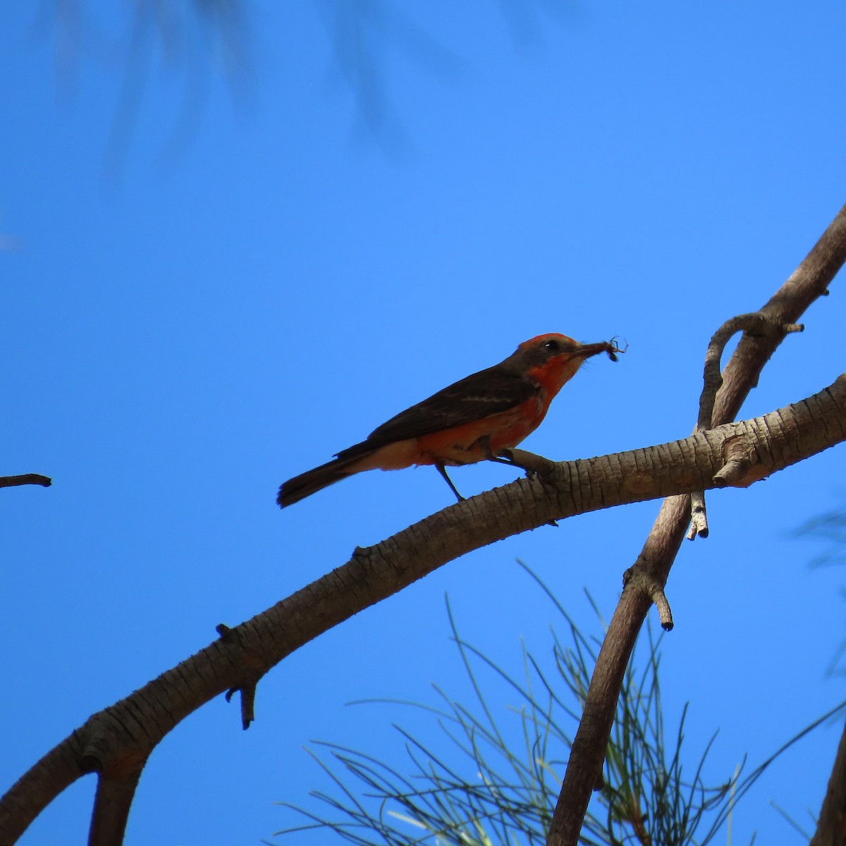 Vermilion Flycatcher - ML659563573