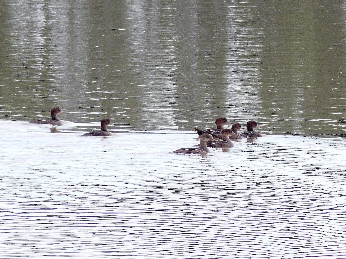 Hooded Merganser - ML659563574