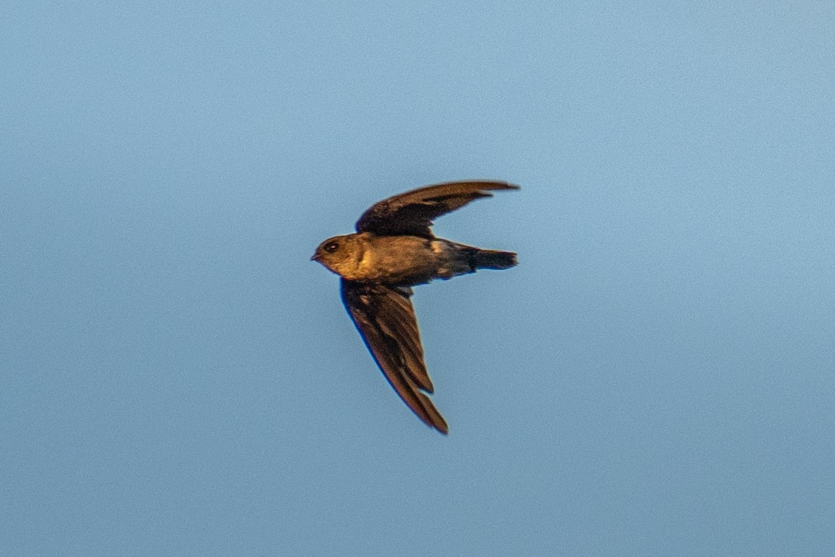 White-nest Swiftlet - ML659563575
