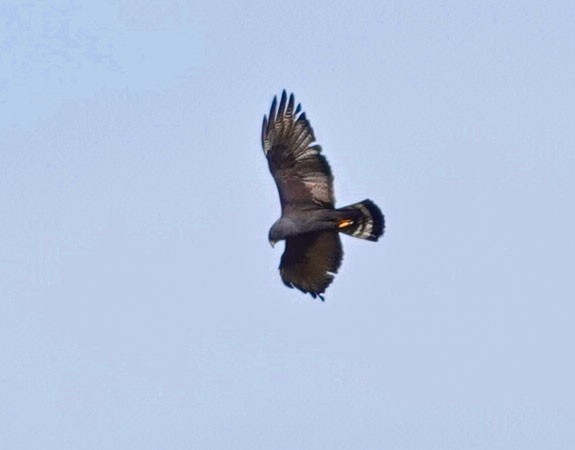 Zone-tailed Hawk - ML659563576