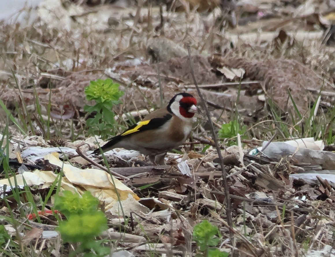 European Goldfinch - ML659563577