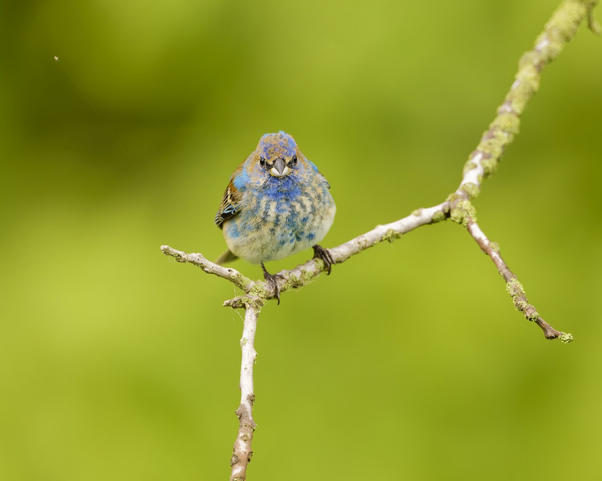Indigo Bunting - ML659563578