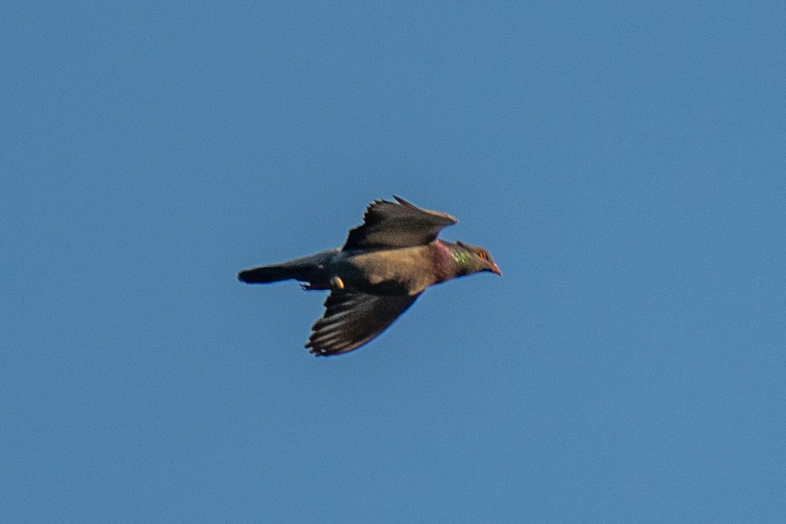 집비둘기 (Feral Pigeon) - ML659563579