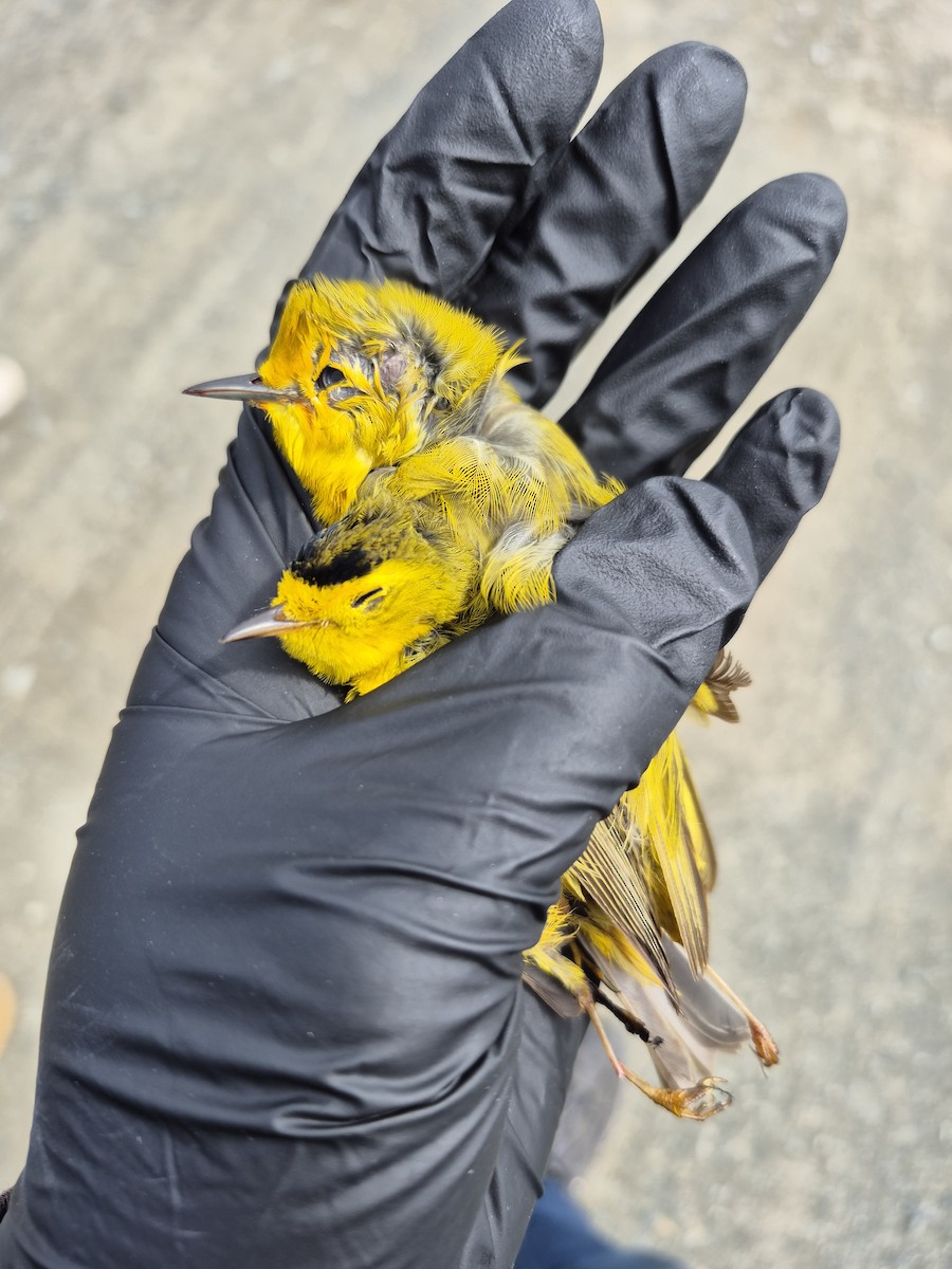 Wilson's Warbler - ML659563580
