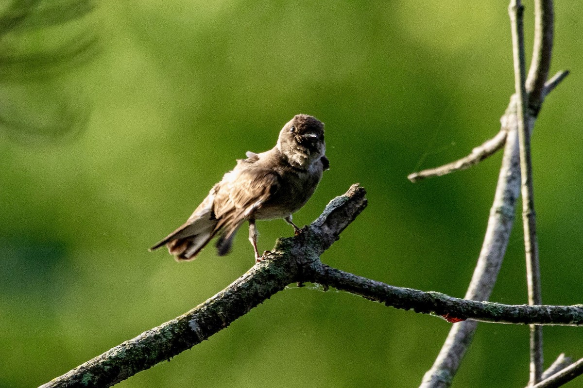 Northern Rough-winged Swallow - ML659563581