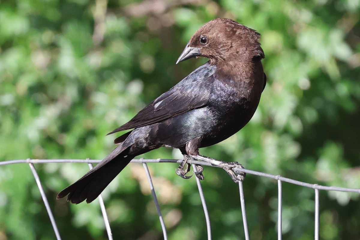 Brown-headed Cowbird - ML659563582