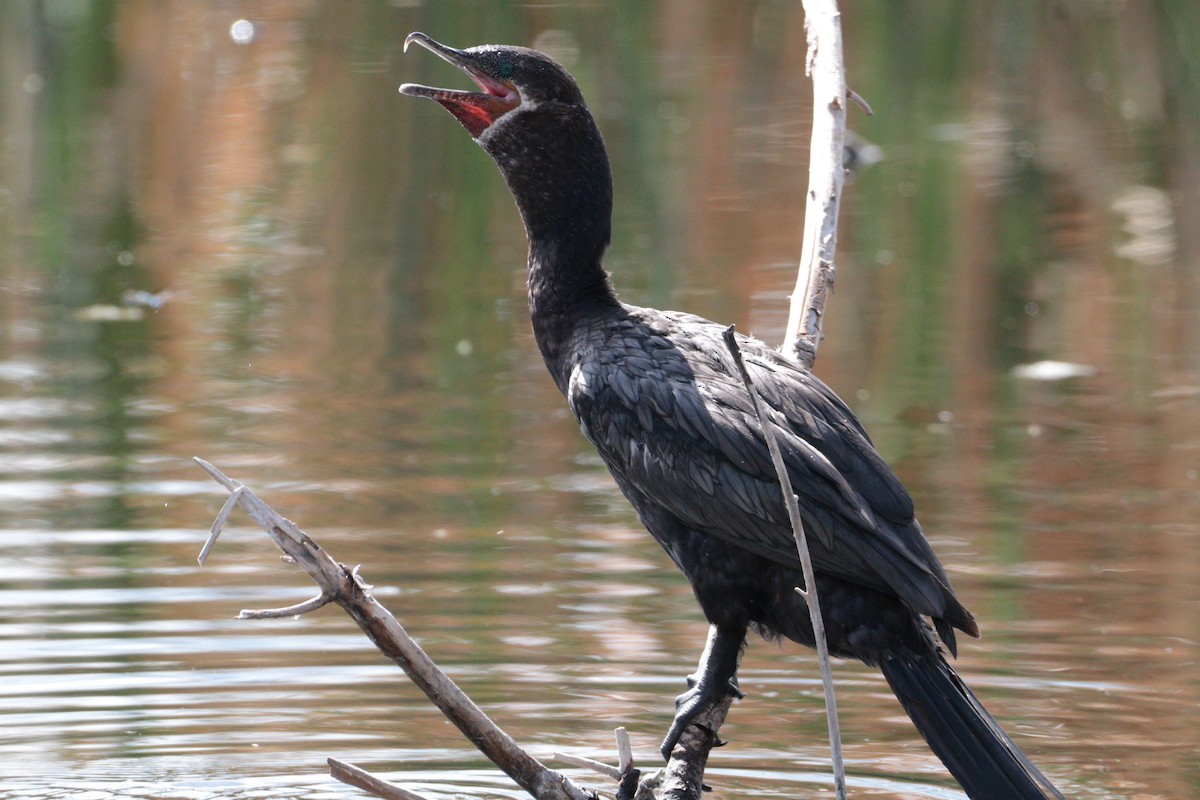 Neotropic Cormorant - ML659563583
