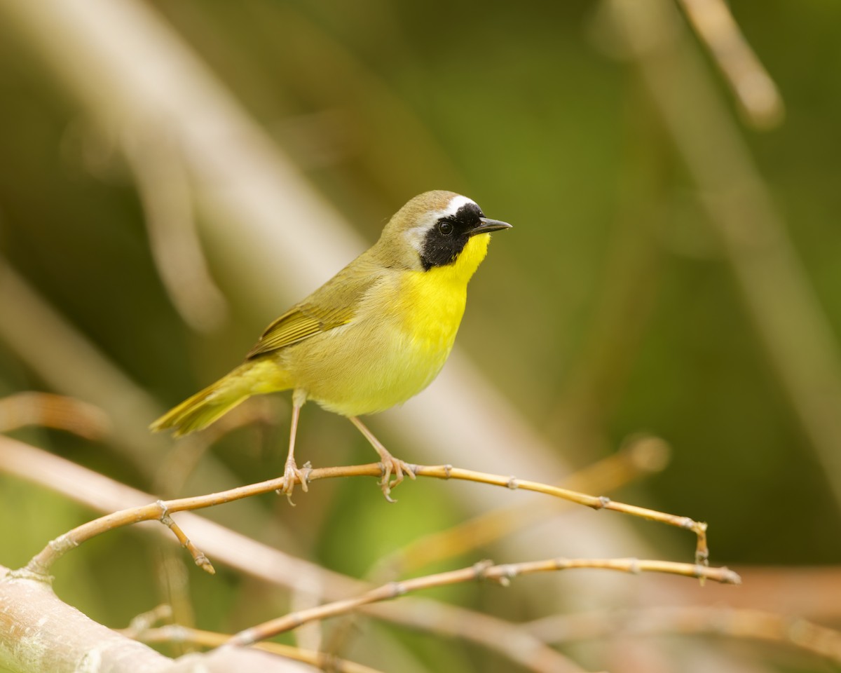 Common Yellowthroat - ML659563584