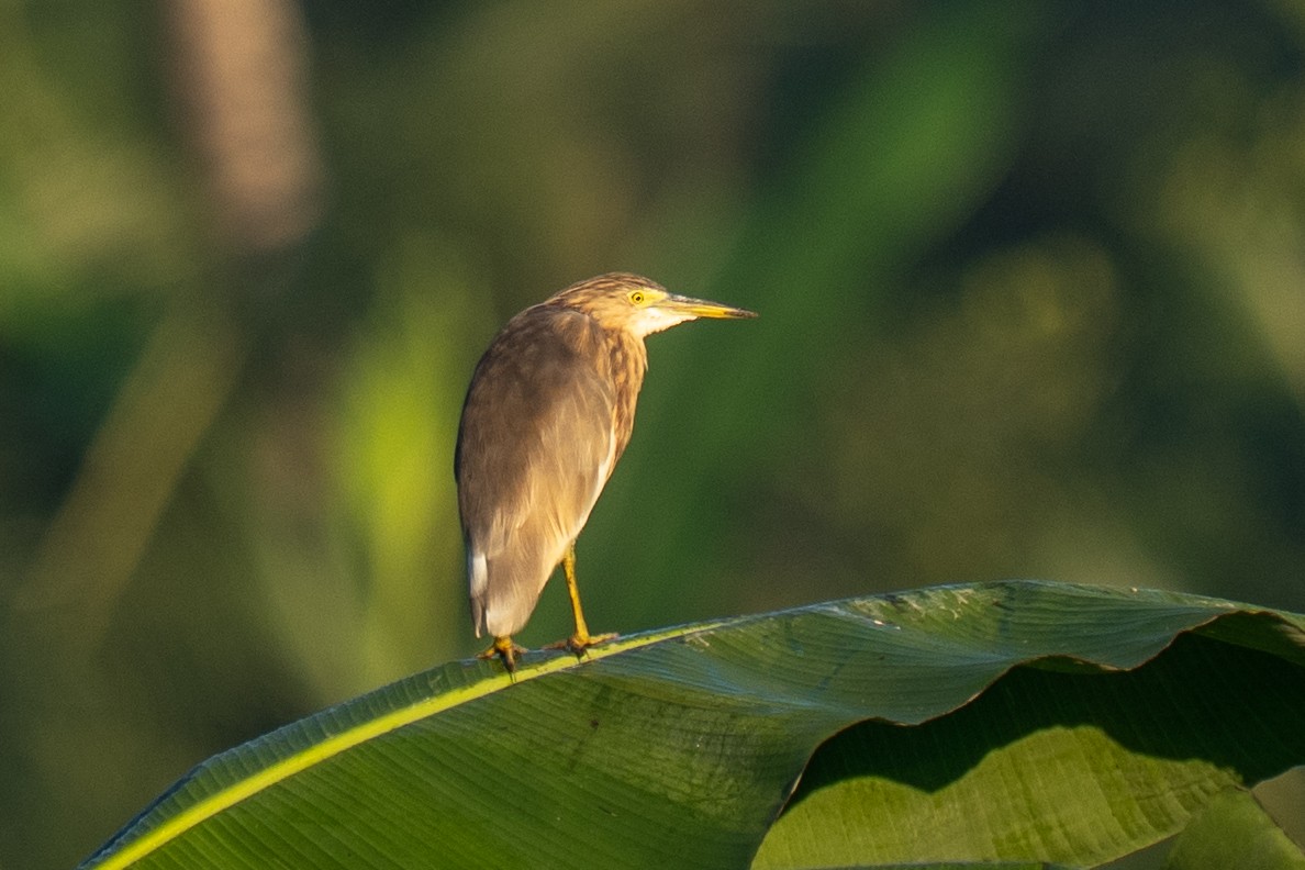Javan Pond-Heron - ML659563588
