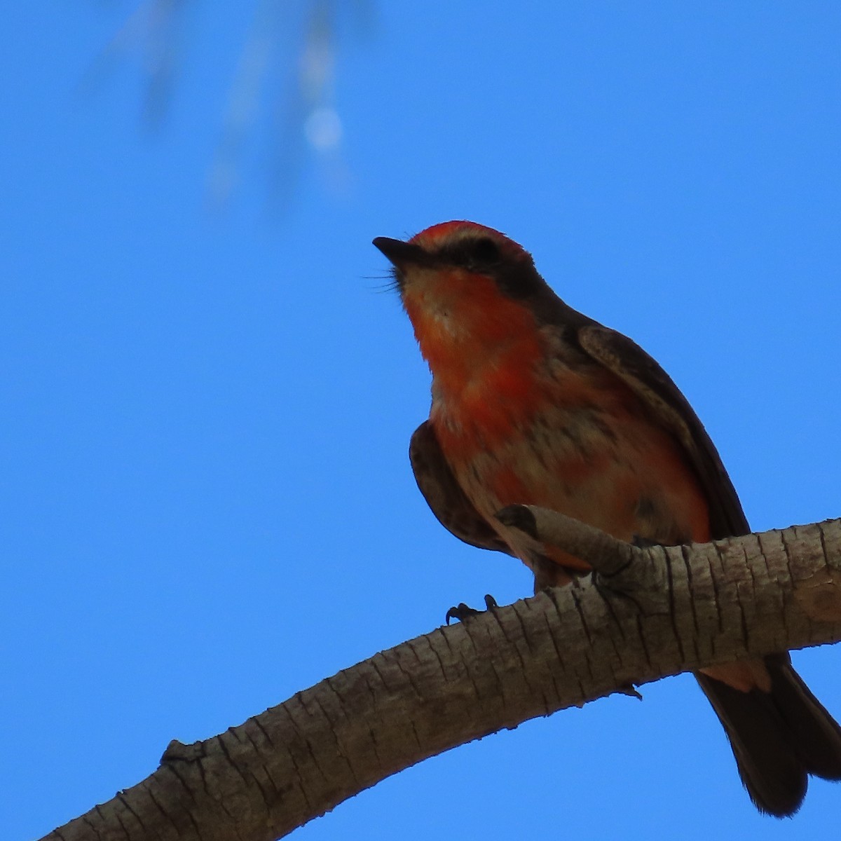 Vermilion Flycatcher - ML659563593