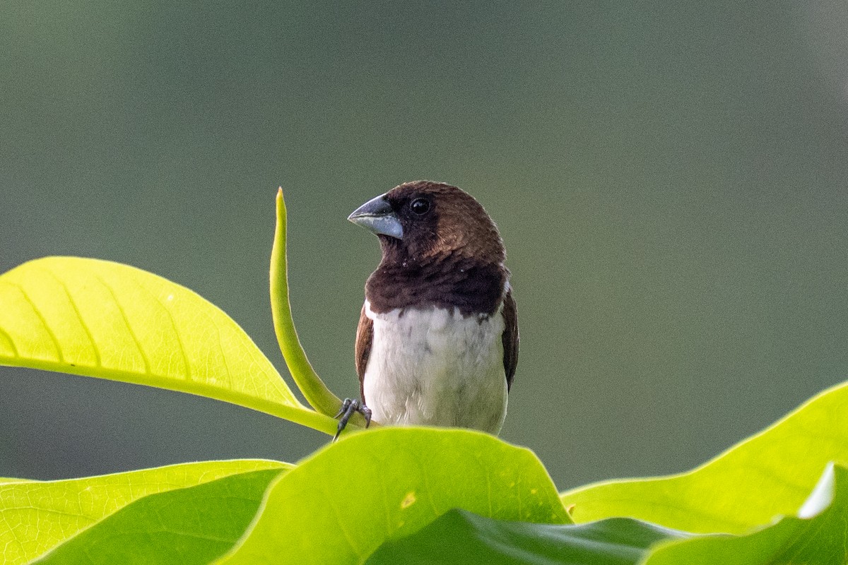 Javan Munia - ML659563594