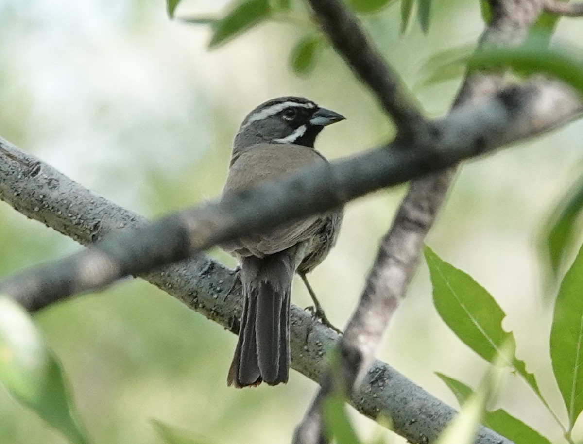 Black-throated Sparrow - ML659563595