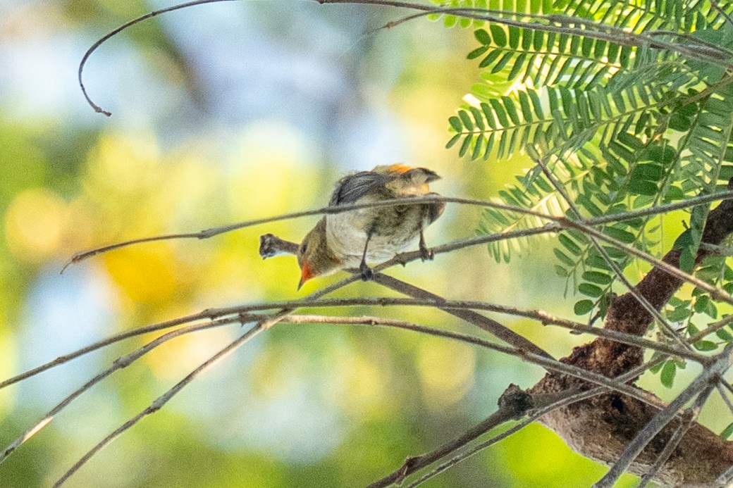 Scarlet-headed Flowerpecker - ML659563596