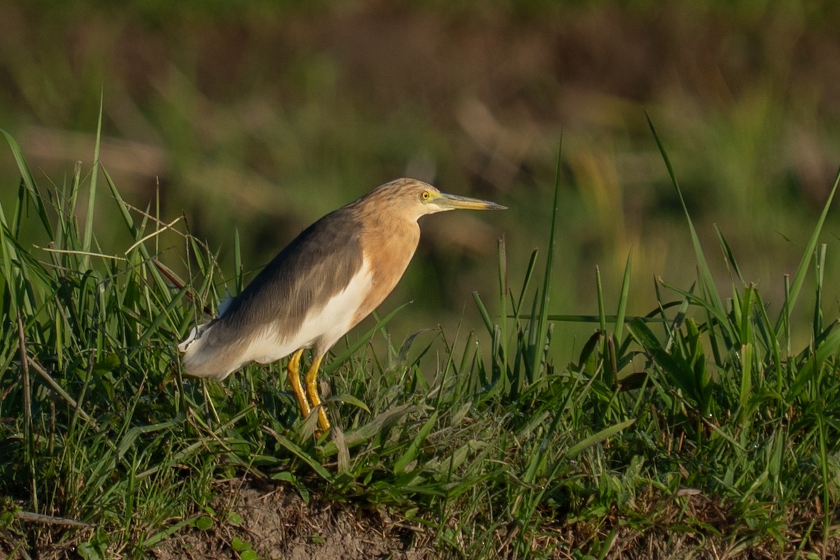Javan Pond-Heron - ML659563606