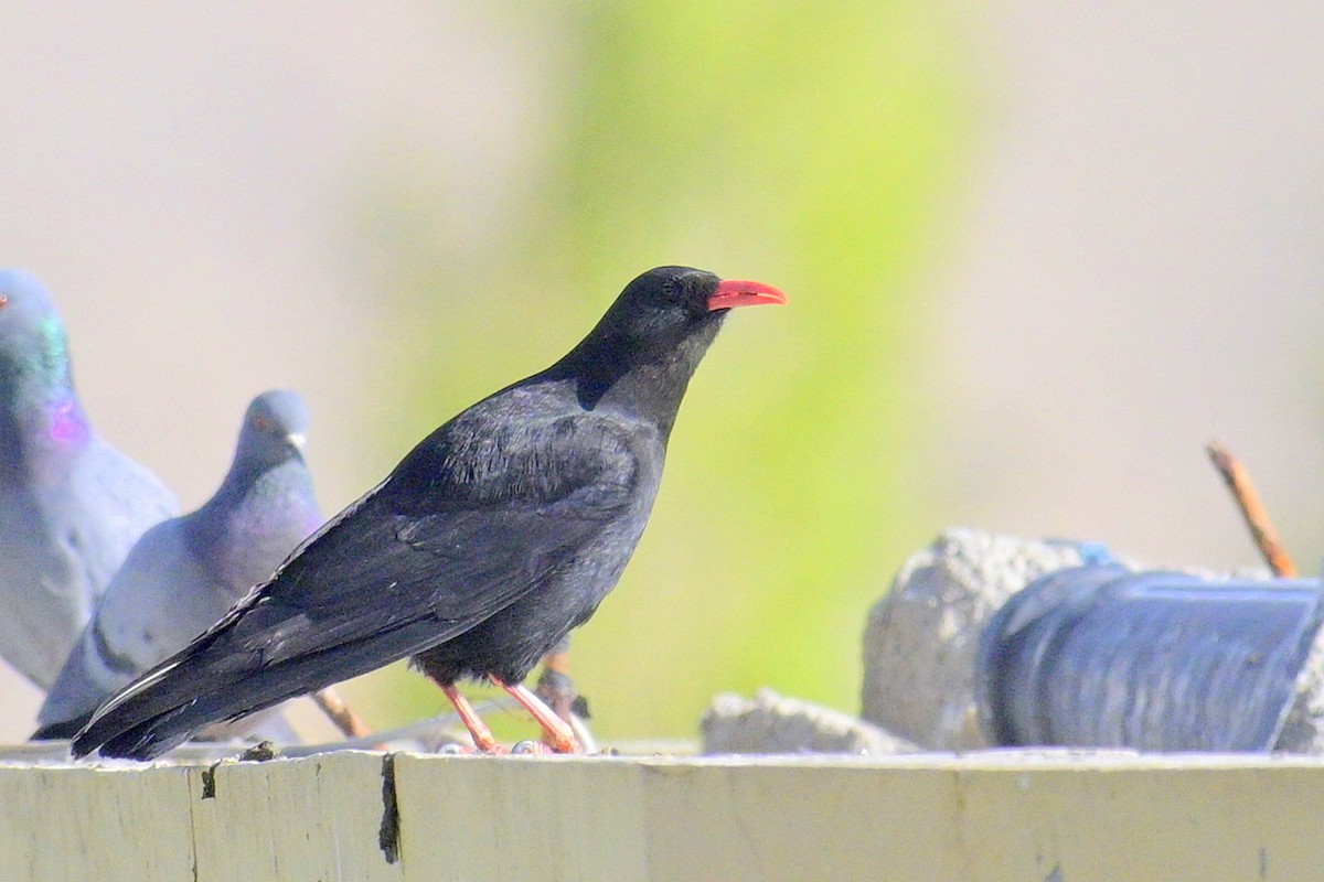 Belatxinga mokogorria - ML659564074