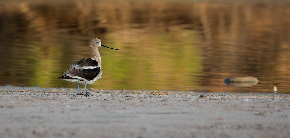 American Avocet - ML659564360