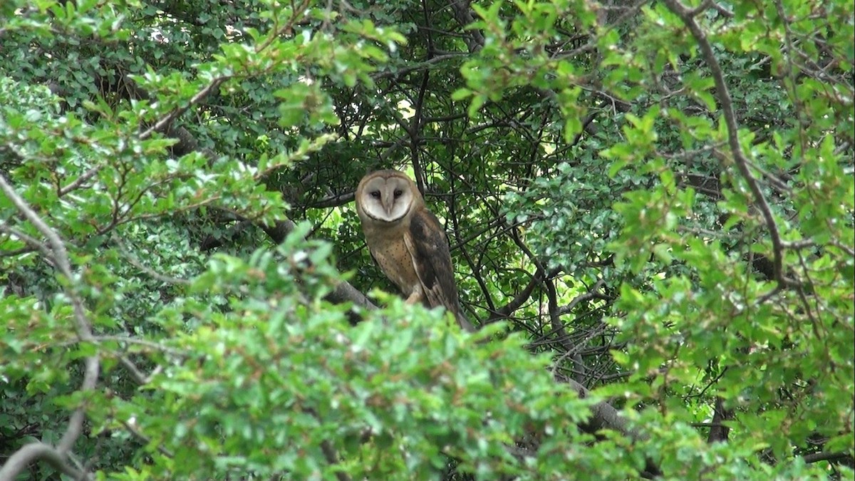 American Barn Owl - ML659564802