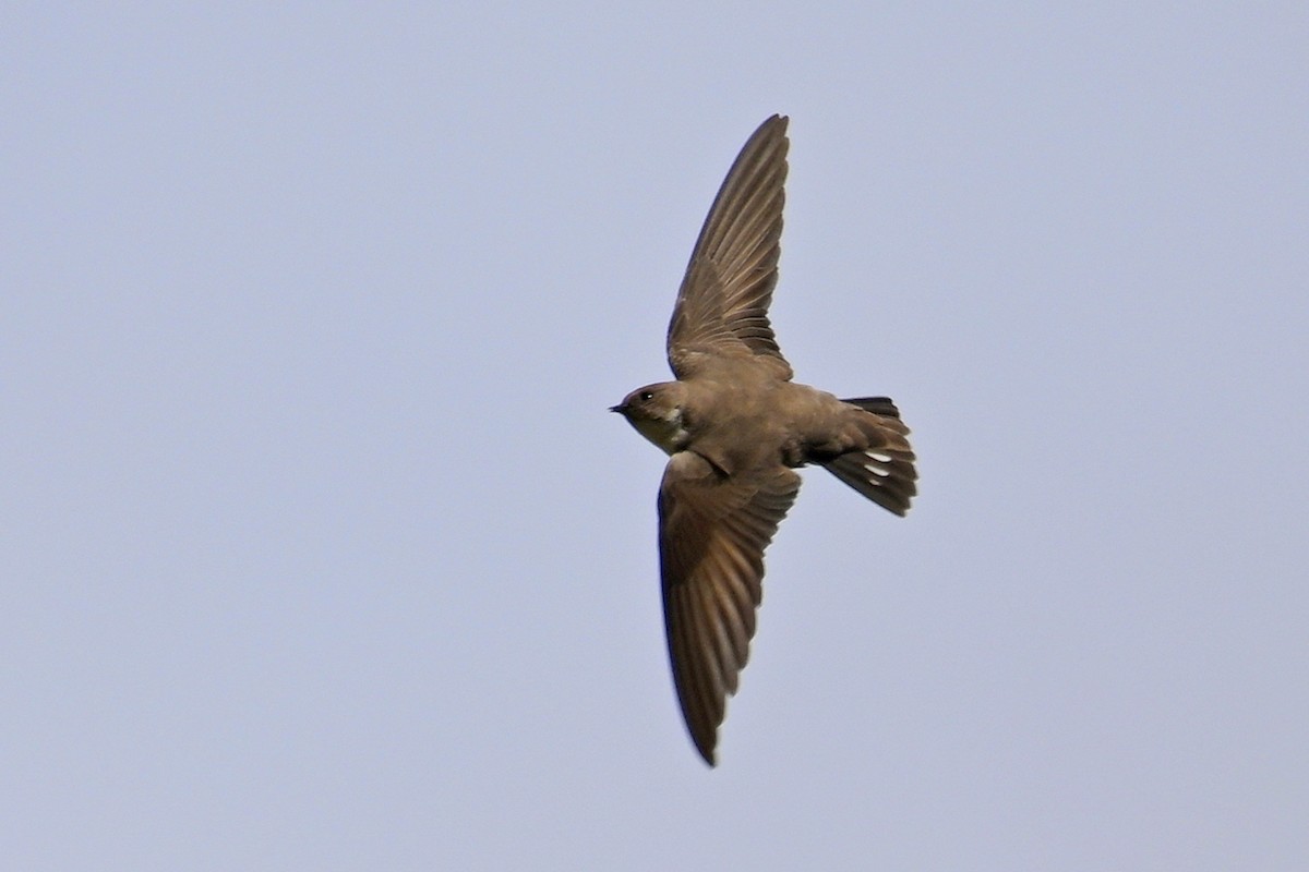 Haitz-enara eurasiarra - ML659564926