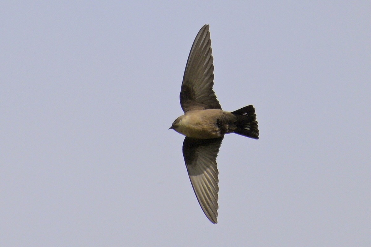 Haitz-enara eurasiarra - ML659564927