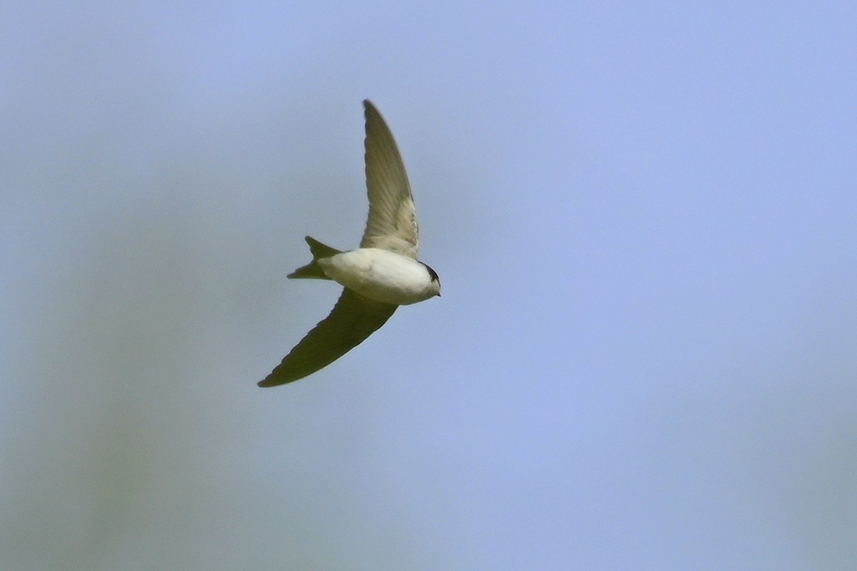 Enara ipurtzuri eurasiarra - ML659565005