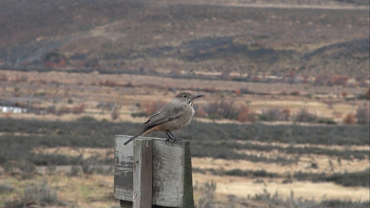Great Shrike-Tyrant - ML659565129