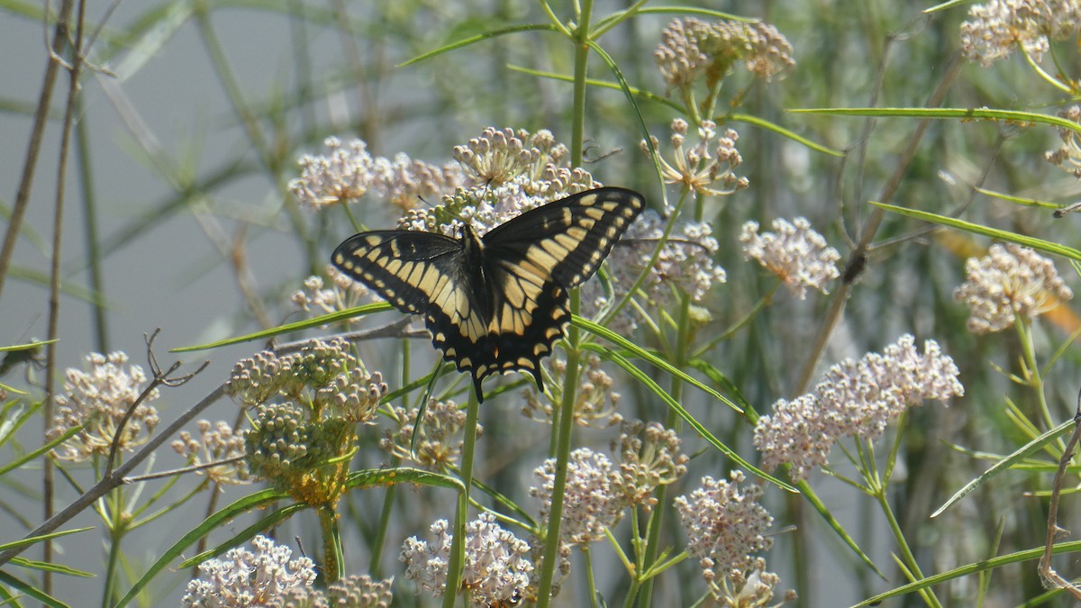 papillon de l'anise - ML659565130
