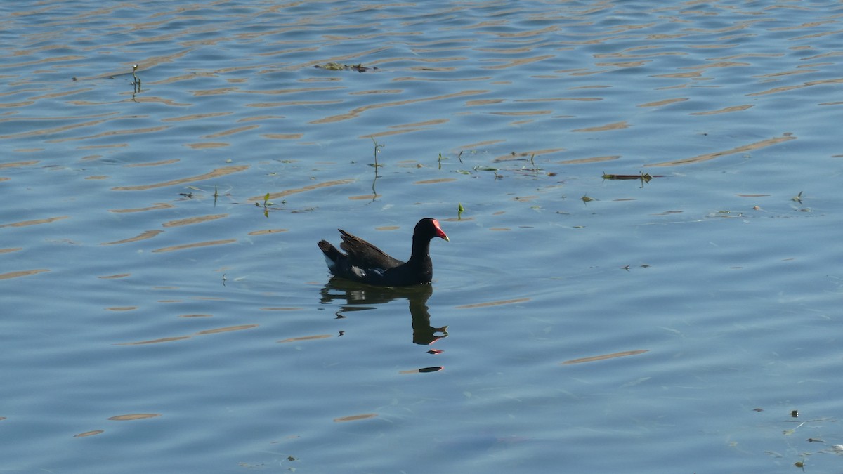 Gallinule d'Amérique - ML659565246