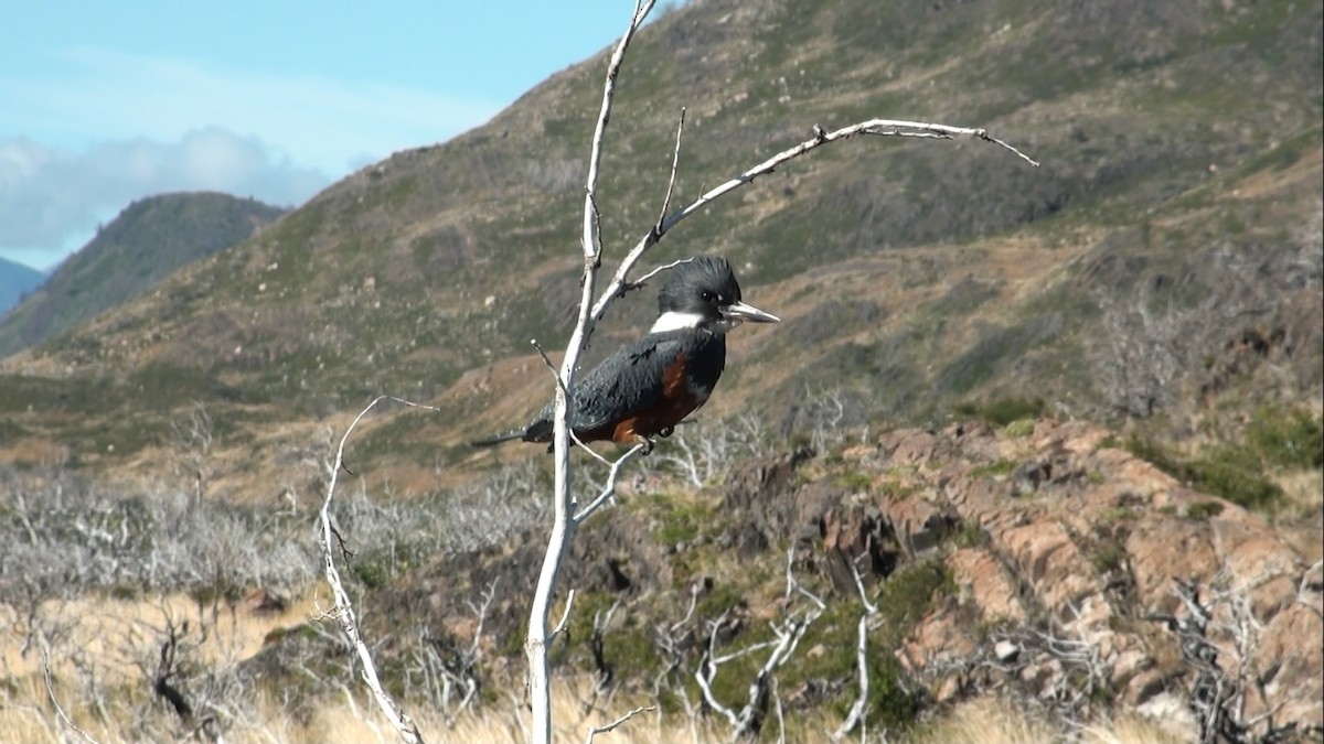Ringed Kingfisher - ML659565499