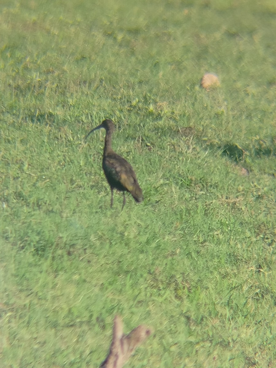 White-faced Ibis - ML659565952
