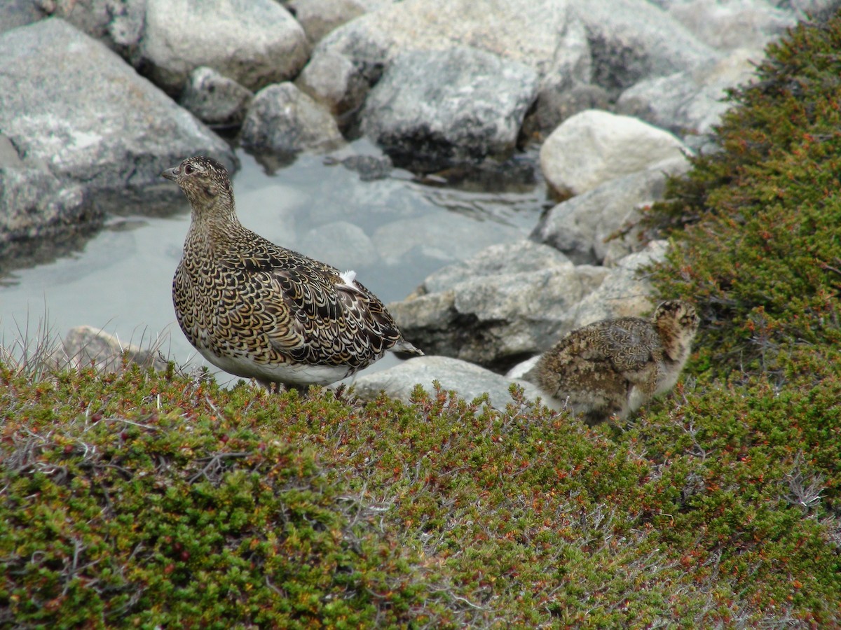 White-bellied Seedsnipe - ML659566022