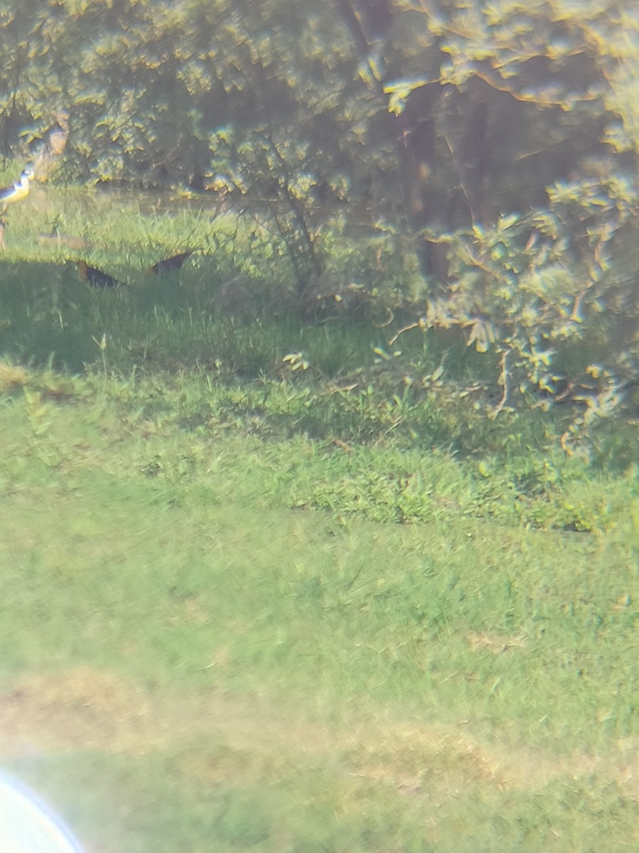 Yellow-headed Blackbird - ML659566025