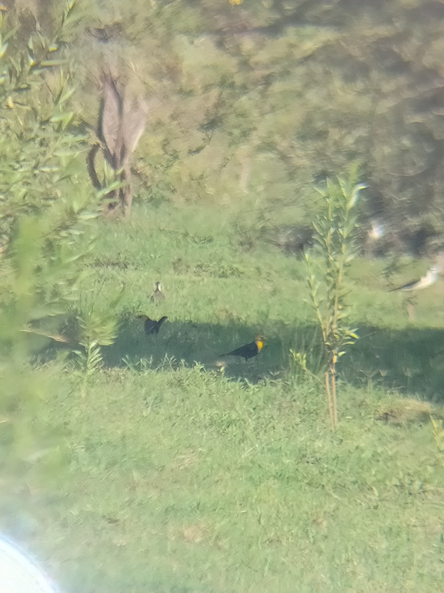 Yellow-headed Blackbird - ML659566026