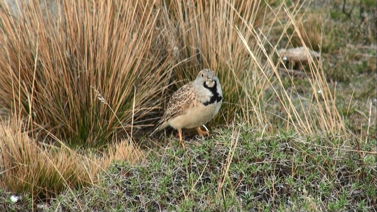 Least Seedsnipe - ML659566478