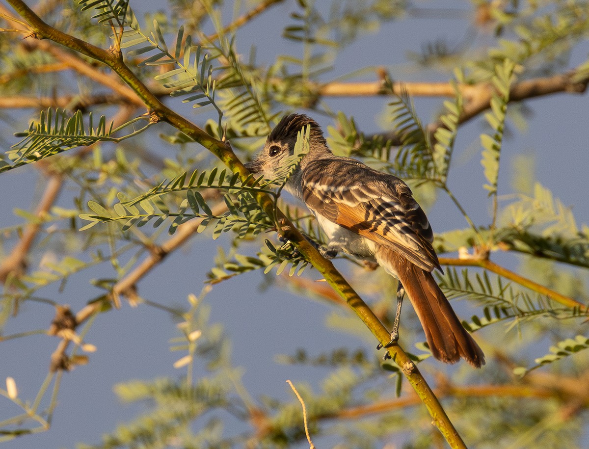Myiarchus sp. - ML659567016