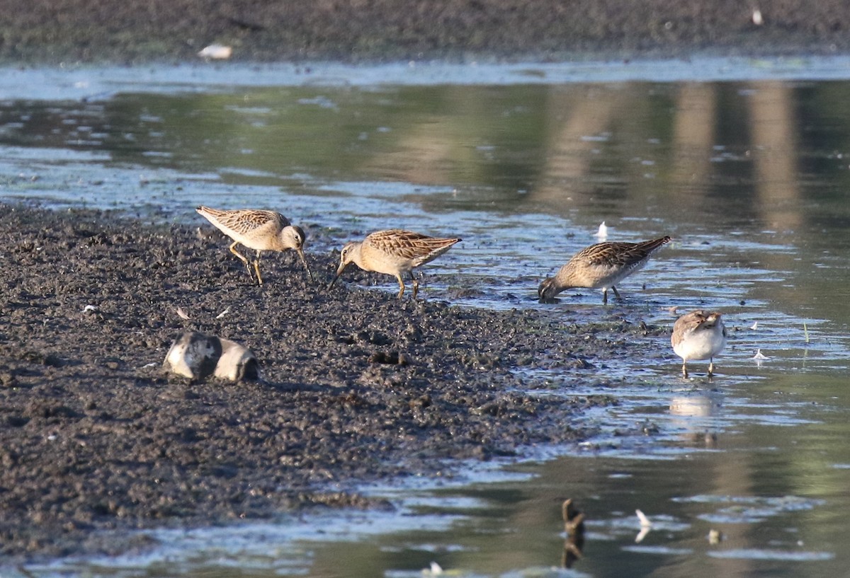 Short-billed Dowitcher (hendersoni) - Walter Marcisz