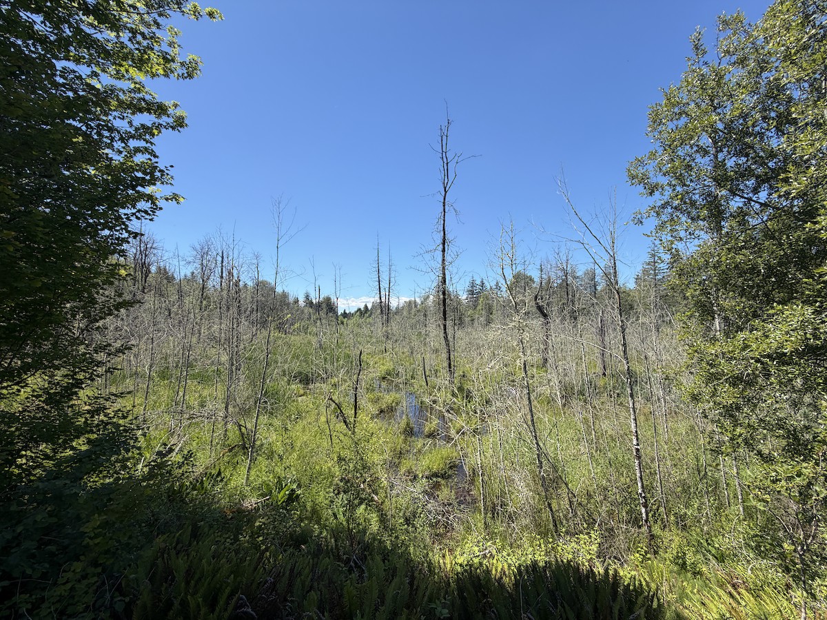 null - ML659567749