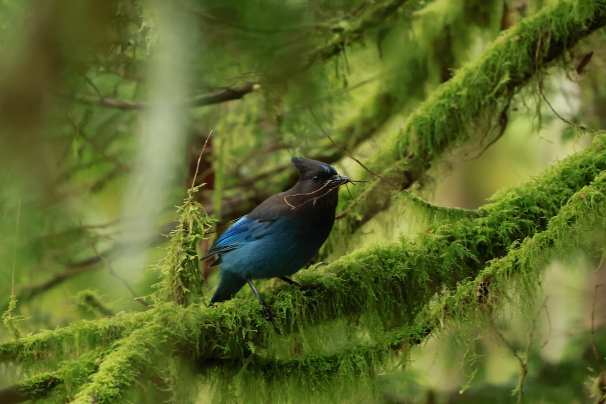 Steller's Jay - ML659567832