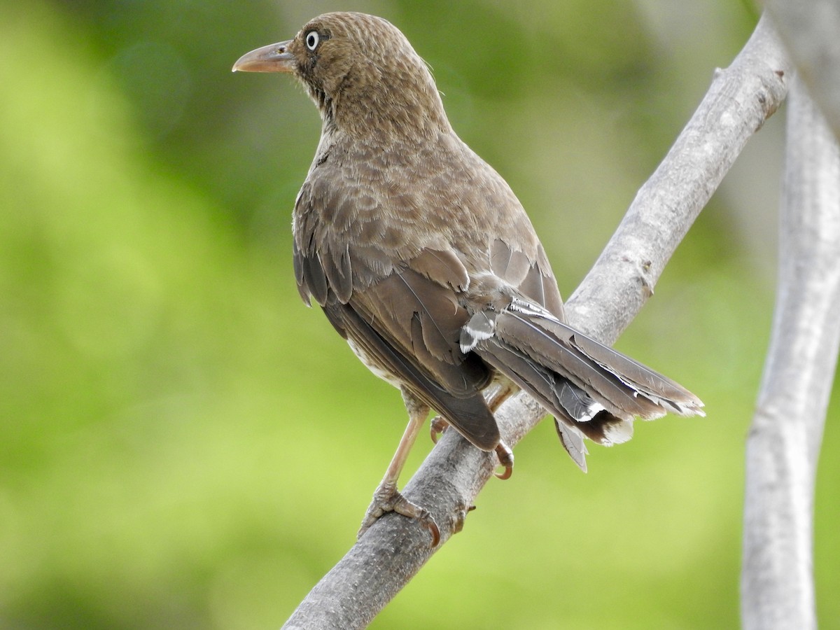 Pearly-eyed Thrasher - ML659568261