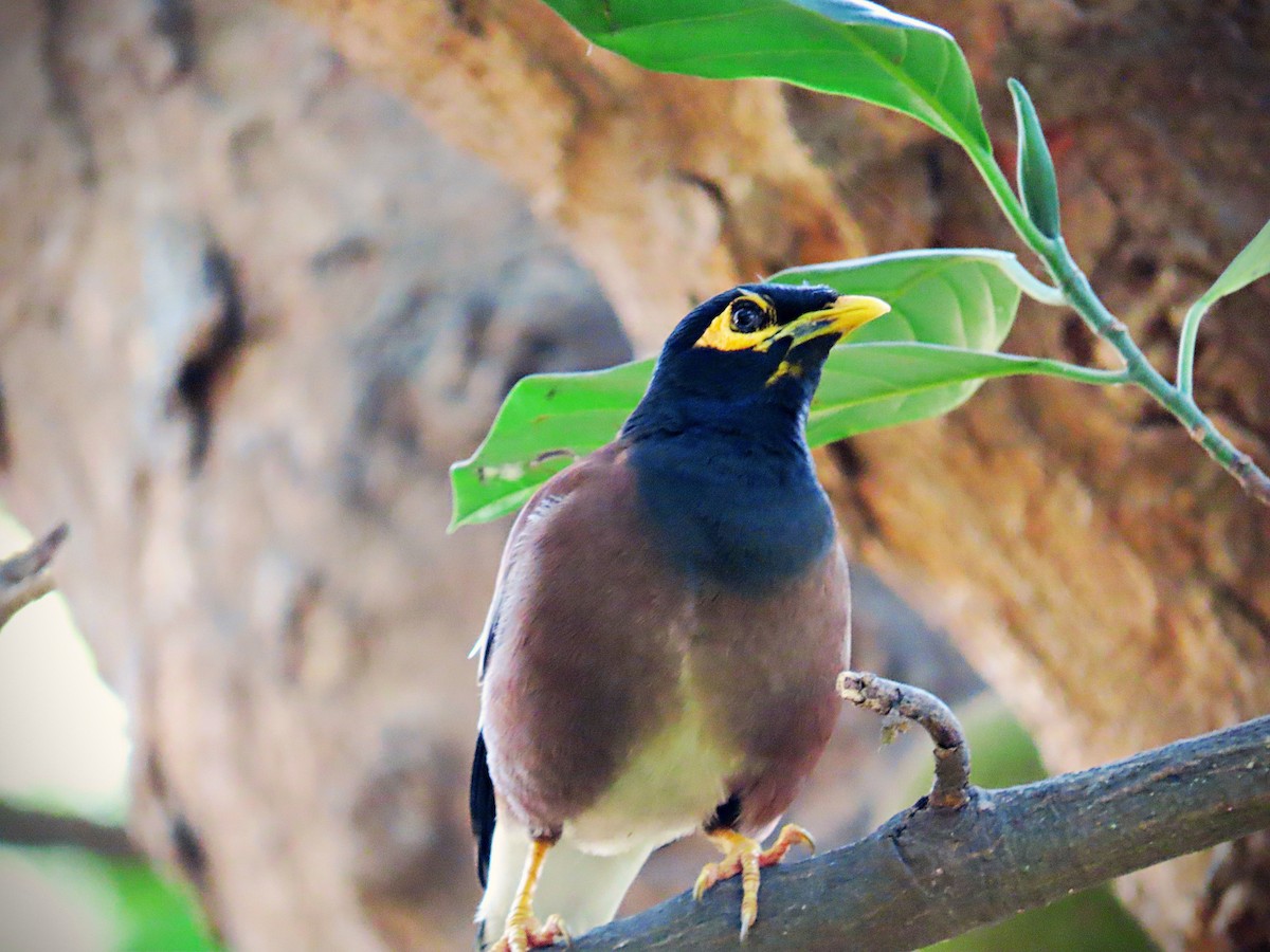 Common Myna - Acridotheres tristis - Media Search - Macaulay Library ...