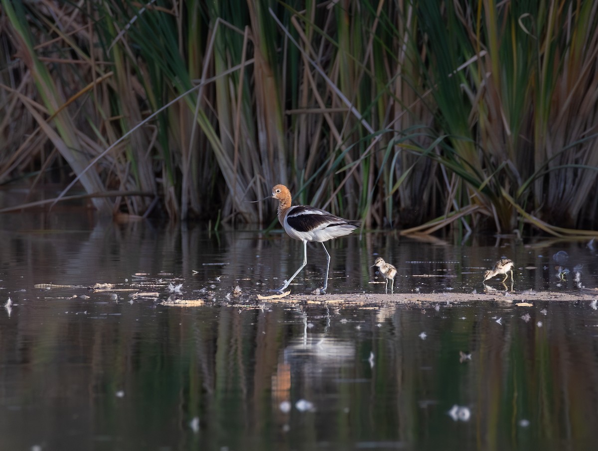 American Avocet - ML659568493