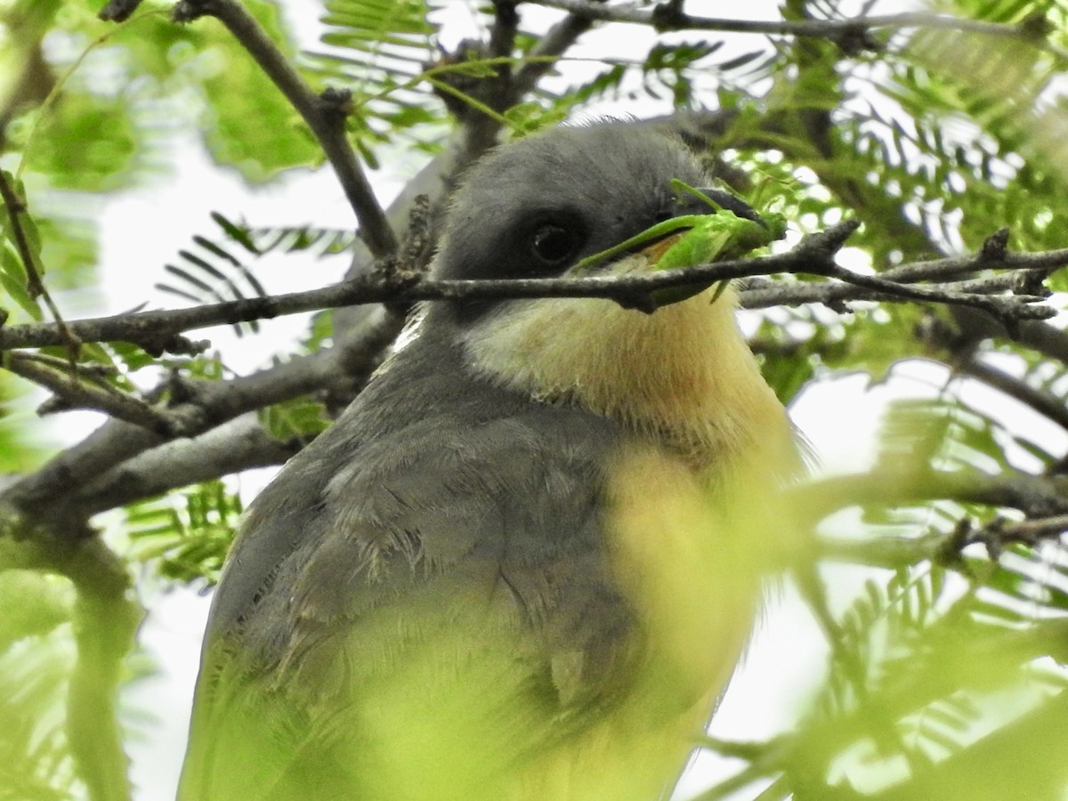 Mangrove Cuckoo - ML659568574