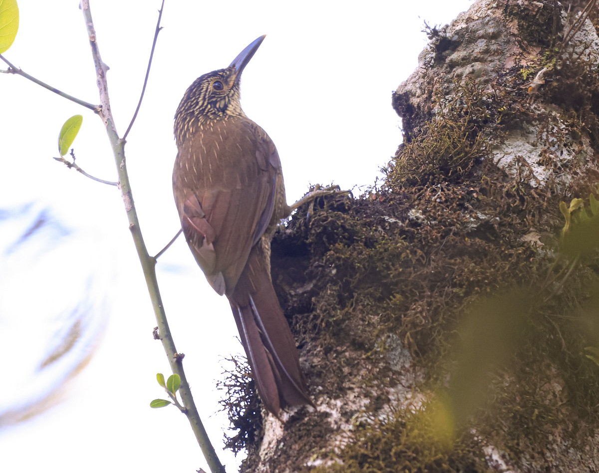 Planalto Woodcreeper - ML659568856
