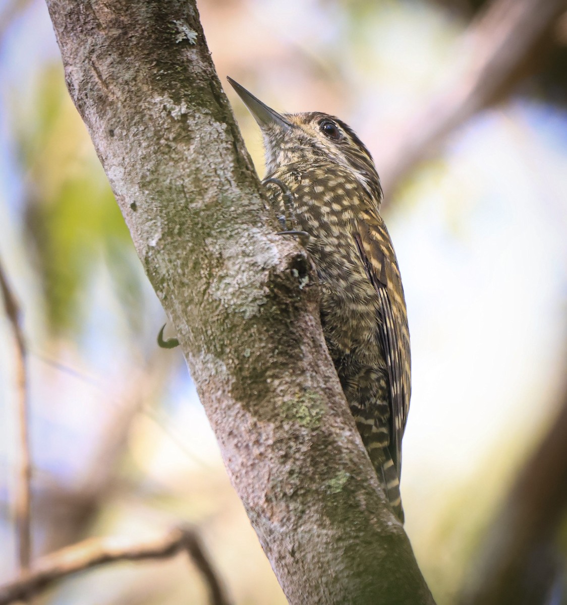 White-spotted Woodpecker - ML659568879