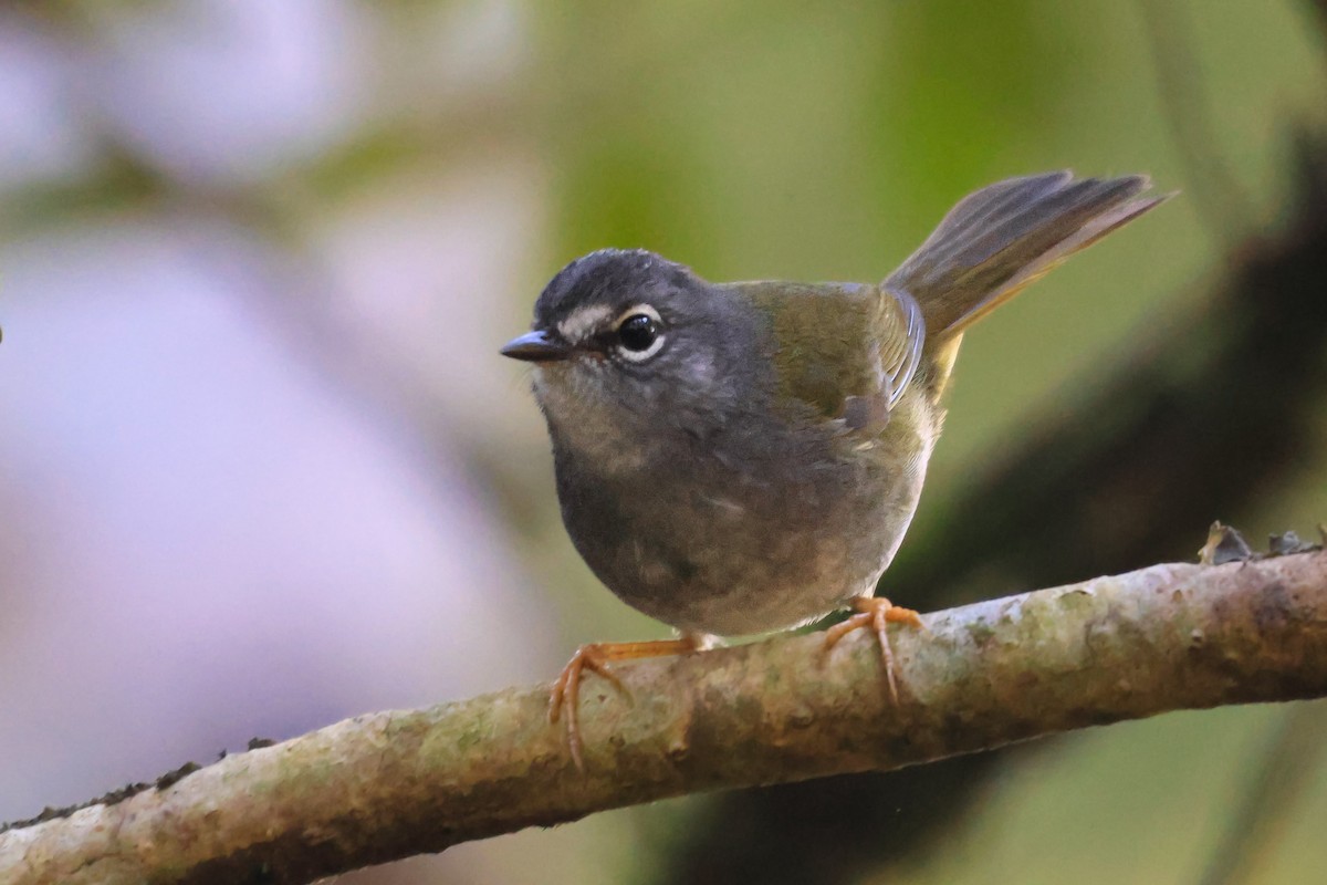 White-browed Warbler - ML659568903