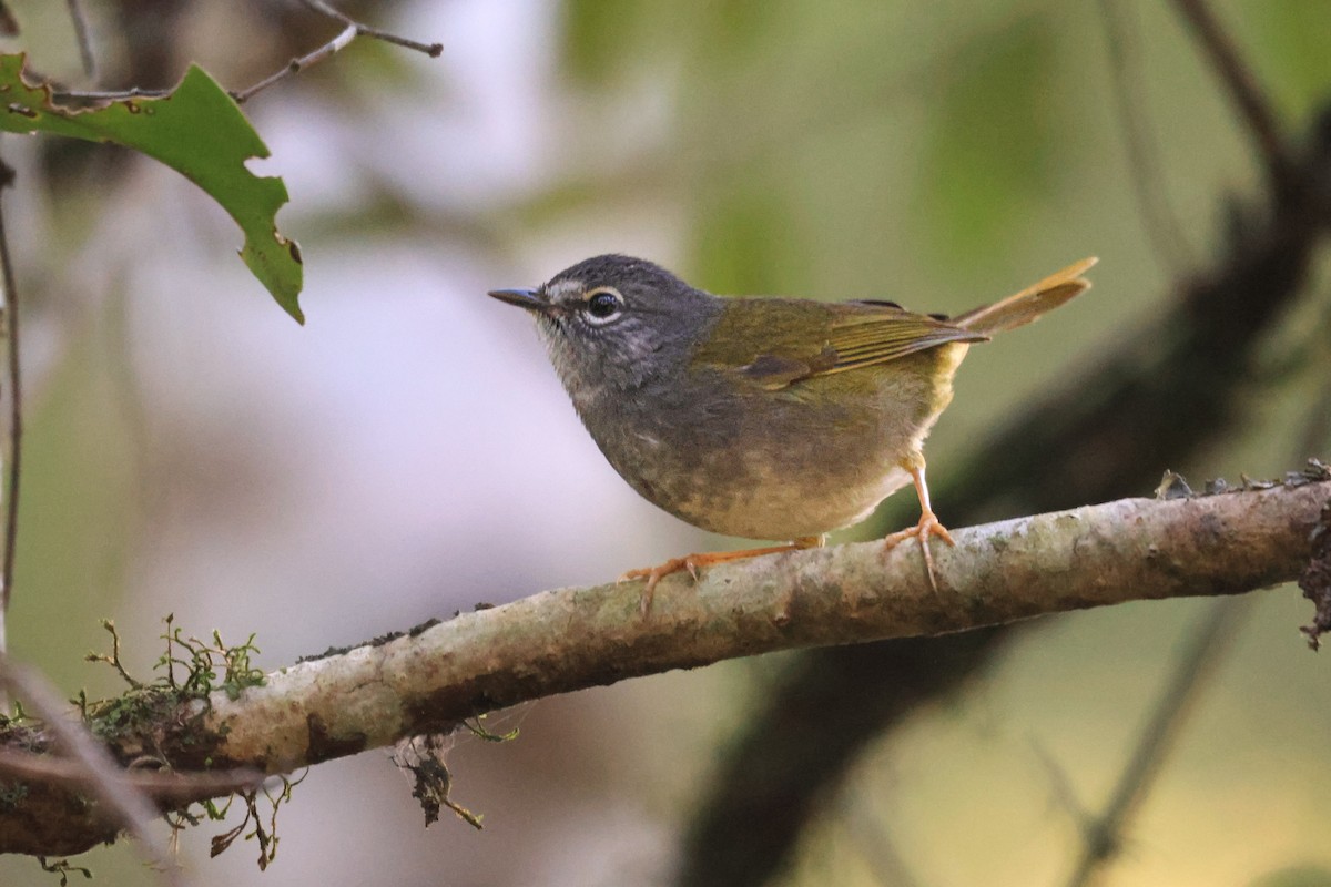 White-browed Warbler - ML659568904