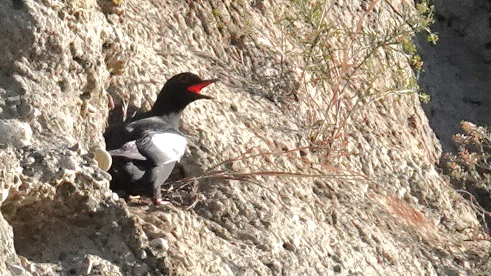 Pigeon Guillemot - ML659568926