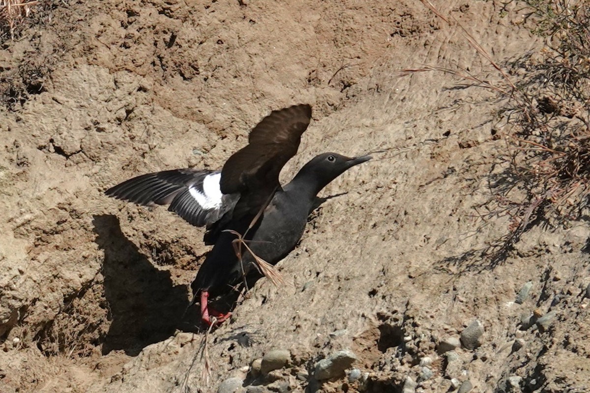 Pigeon Guillemot - ML659568927