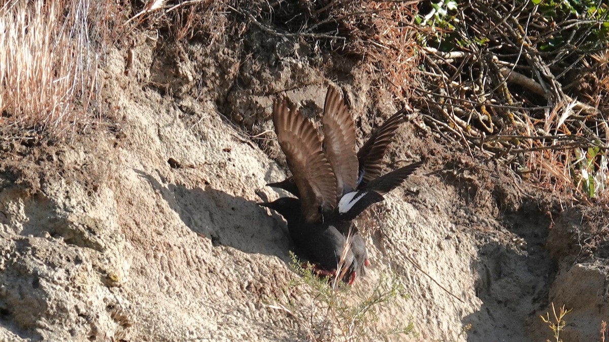 Pigeon Guillemot - ML659568928