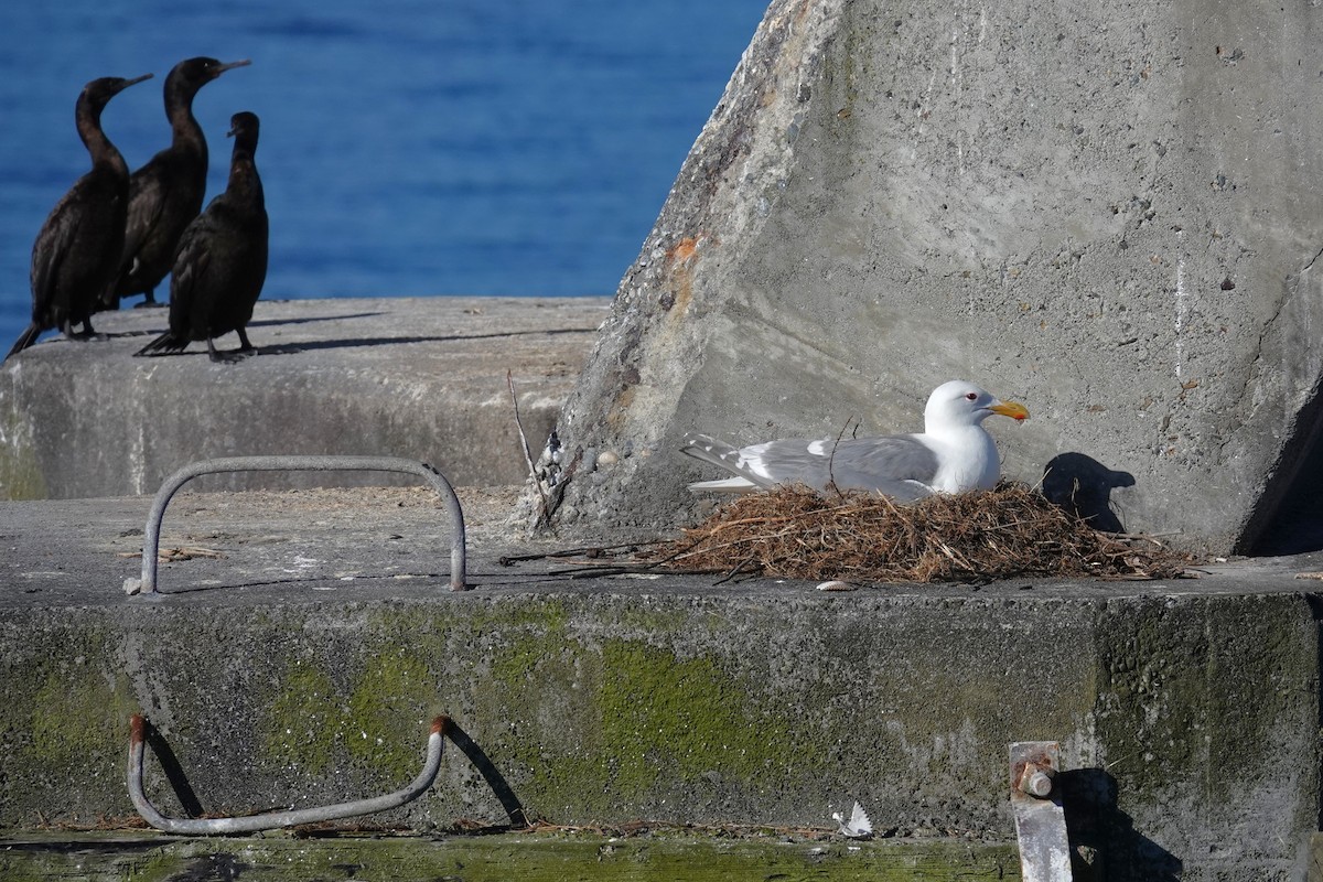 Western x Glaucous-winged Gull (hybrid) - ML659568962